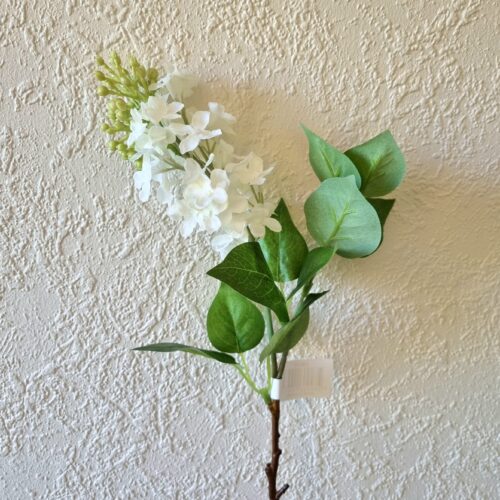 Syrén hvid med flot blomsterhoved