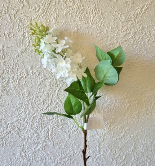Syrén hvid med flot blomster hoved