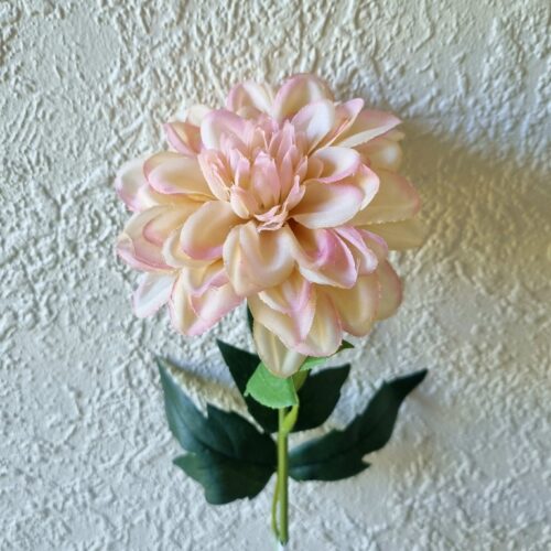 Zinnia fin sart rosa – flot blomsterstilk