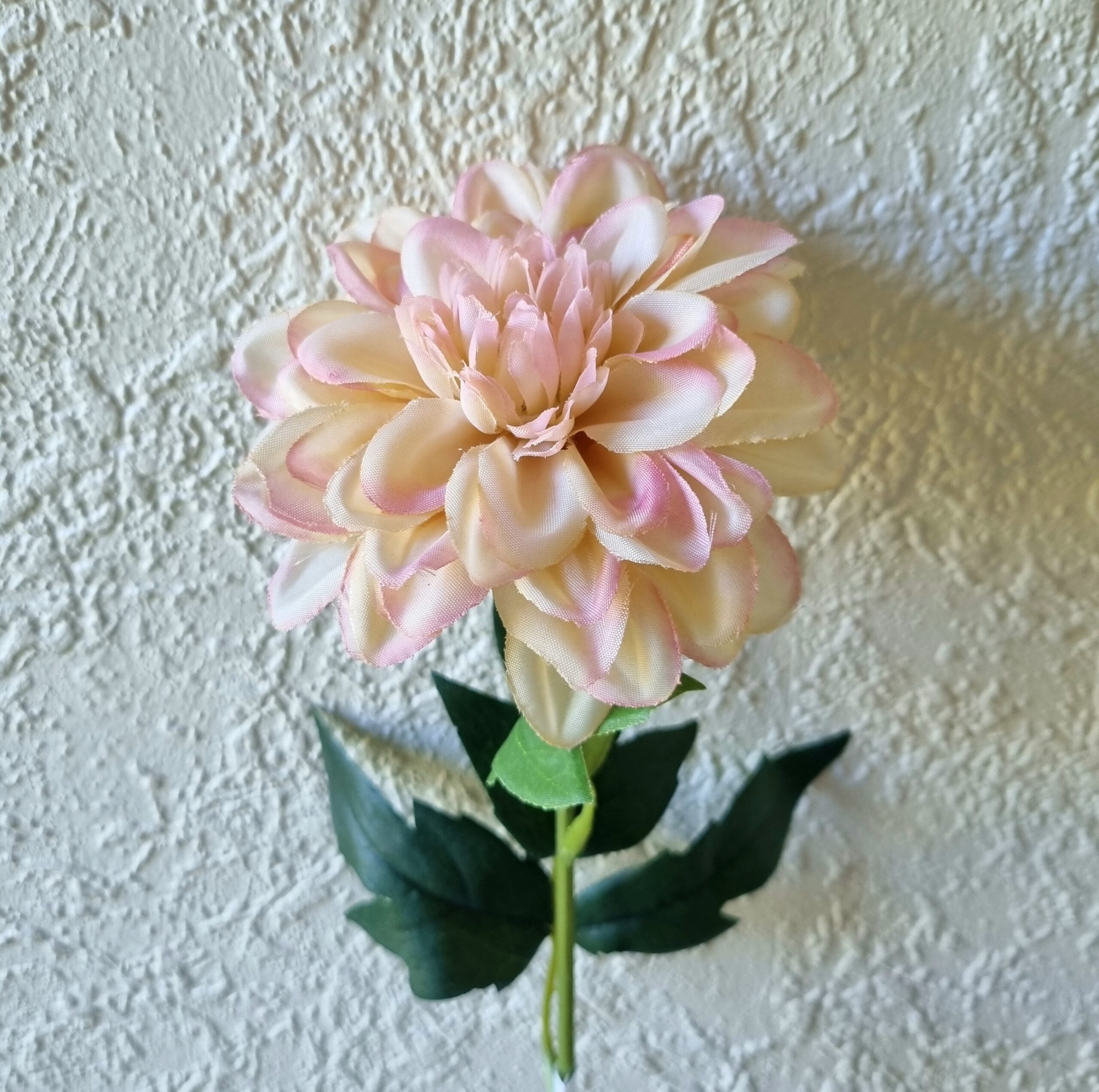 Zinnia fin sart rosa