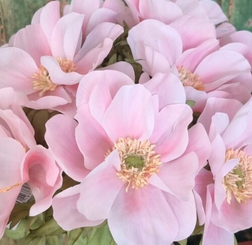 Anemone lyserød