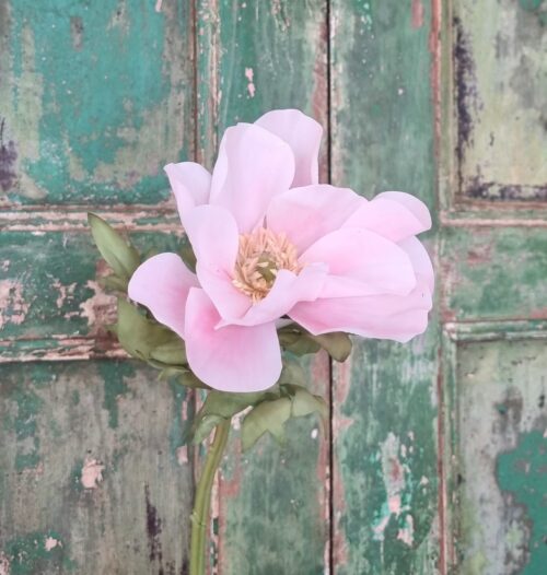 Anemone lyserød