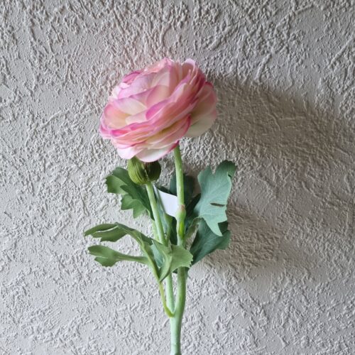 Ranunkel lyserød – stort fint blomsterhoved