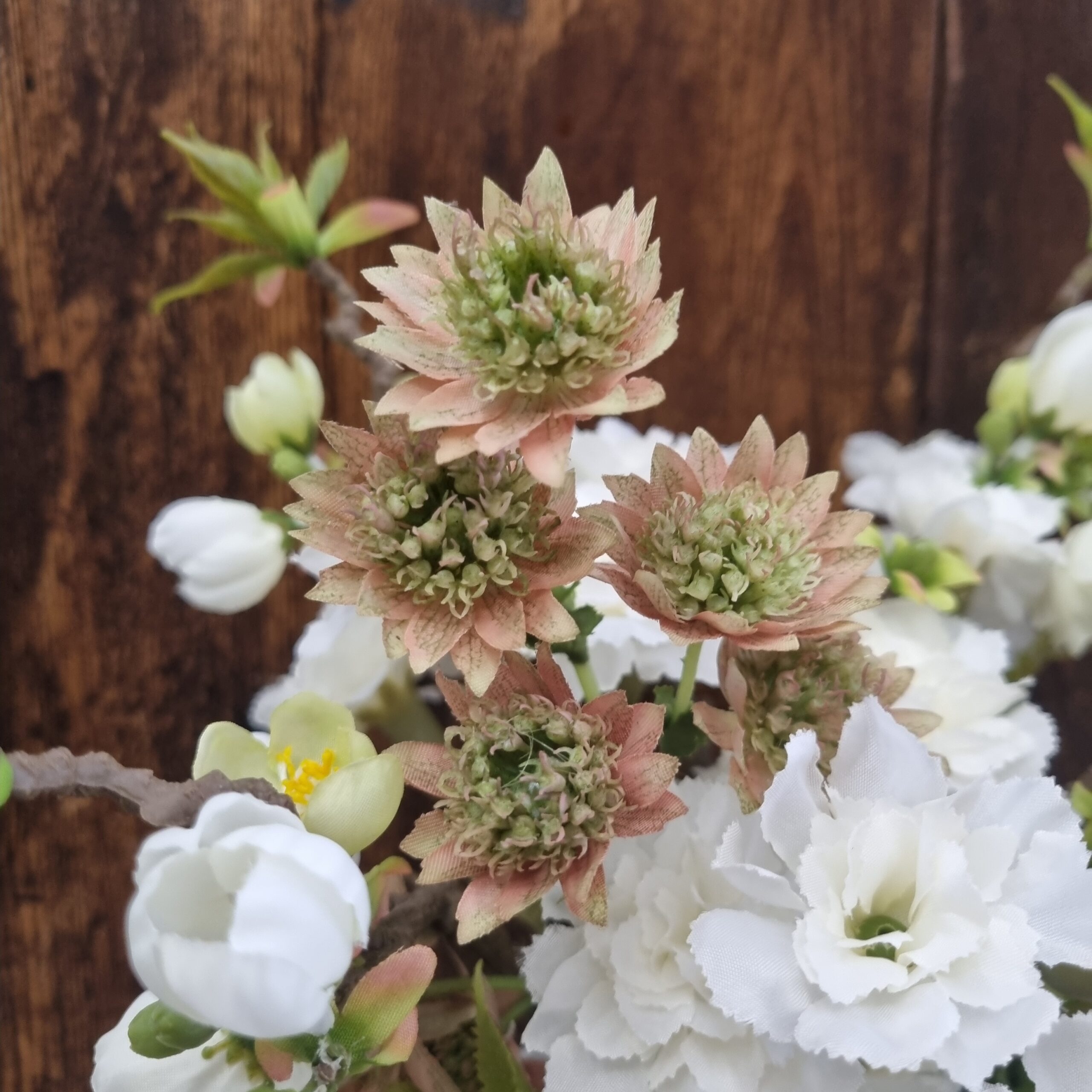 Astrantia - stjerneskærm smuk naturtro