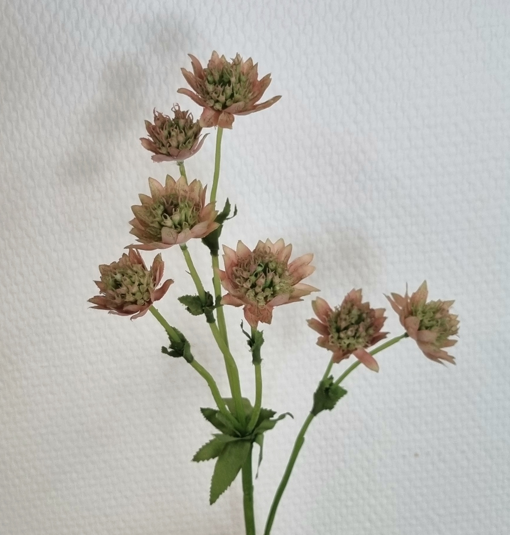 Astrantia - Stjerneskærm