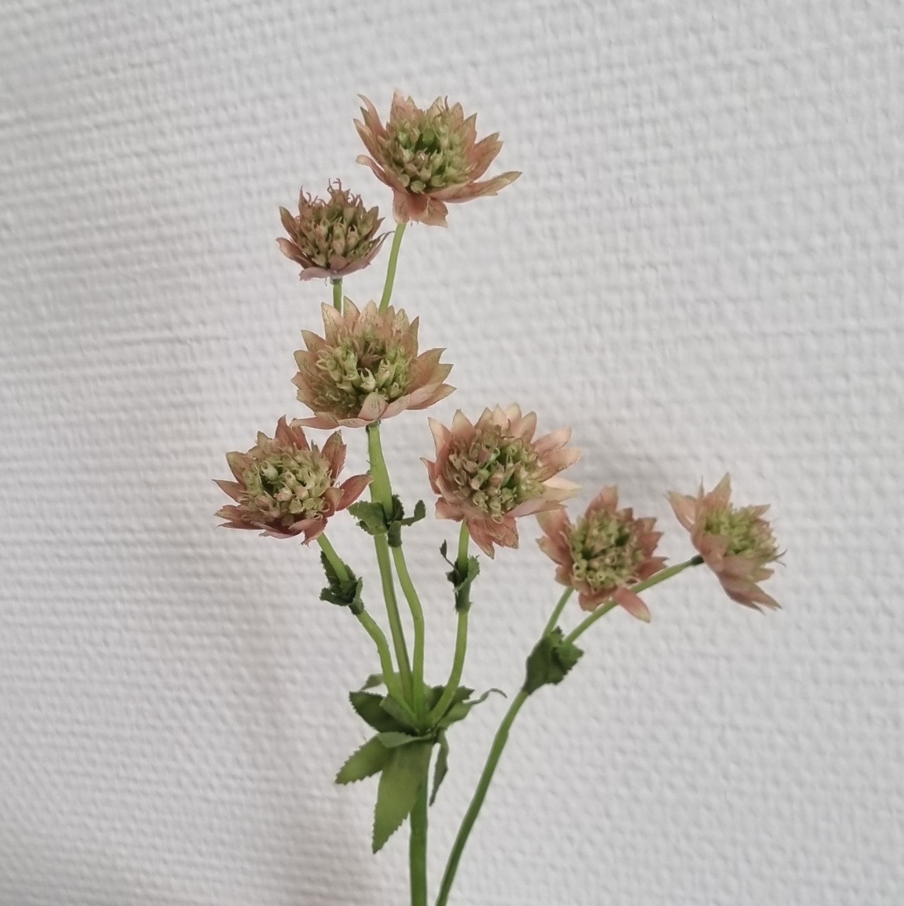 Astrantia - Stjerneskærm