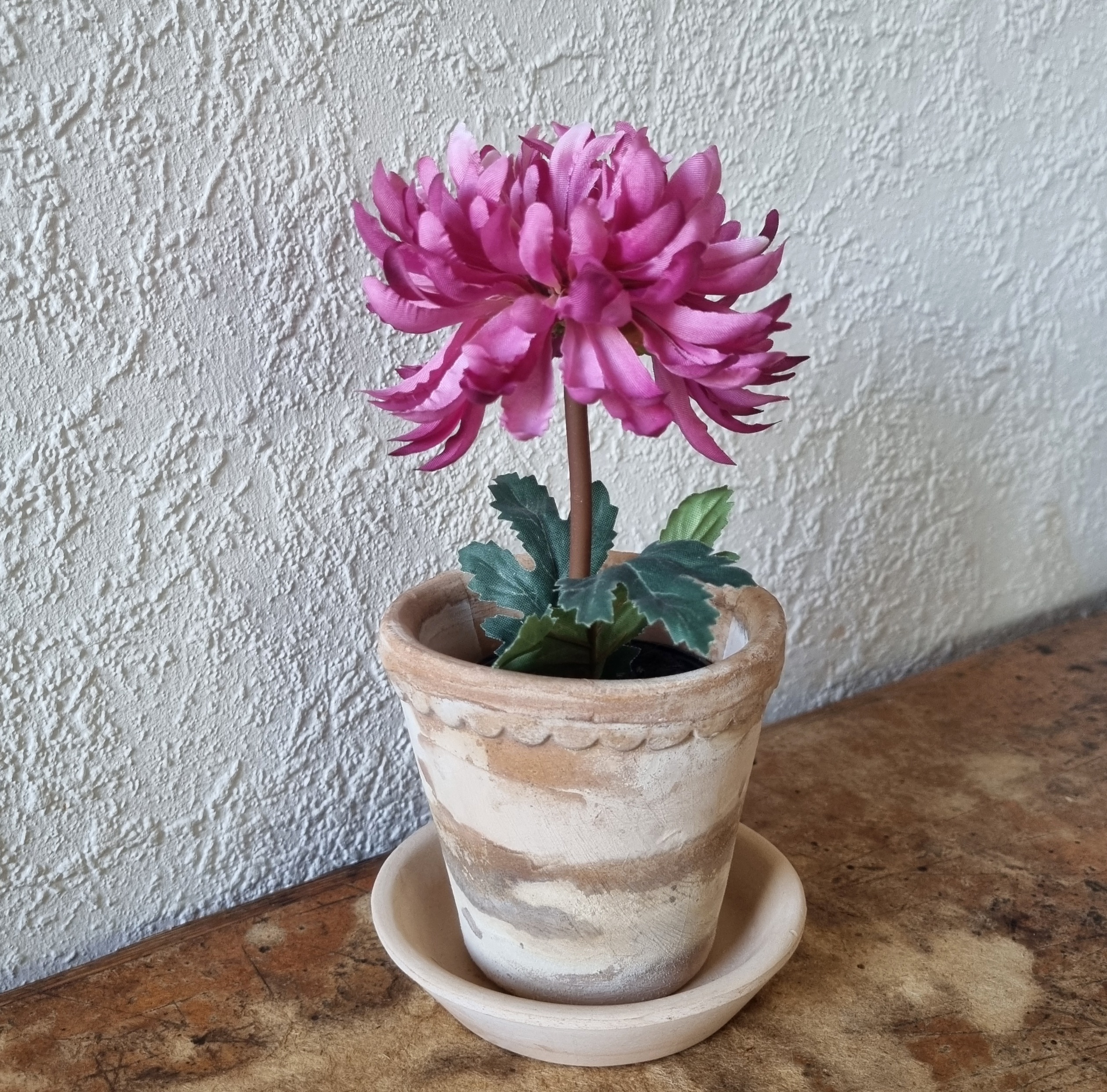 Lille lilla Krysantemum i potte - fin og fyldig