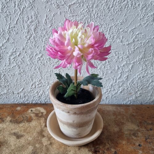 Lille rosa/lime Krysantemum i potte – fin og fyldig