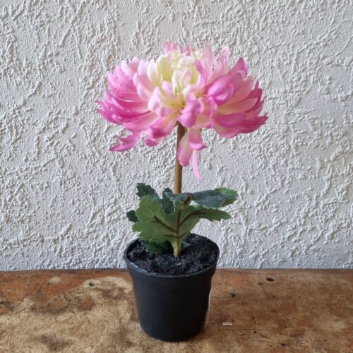 Lille rosa/lime Krysantemum i potte – fin og fyldig
