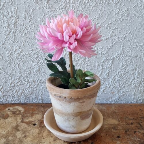 Lille lys rosa Krysantemum i potte – fin og fyldig