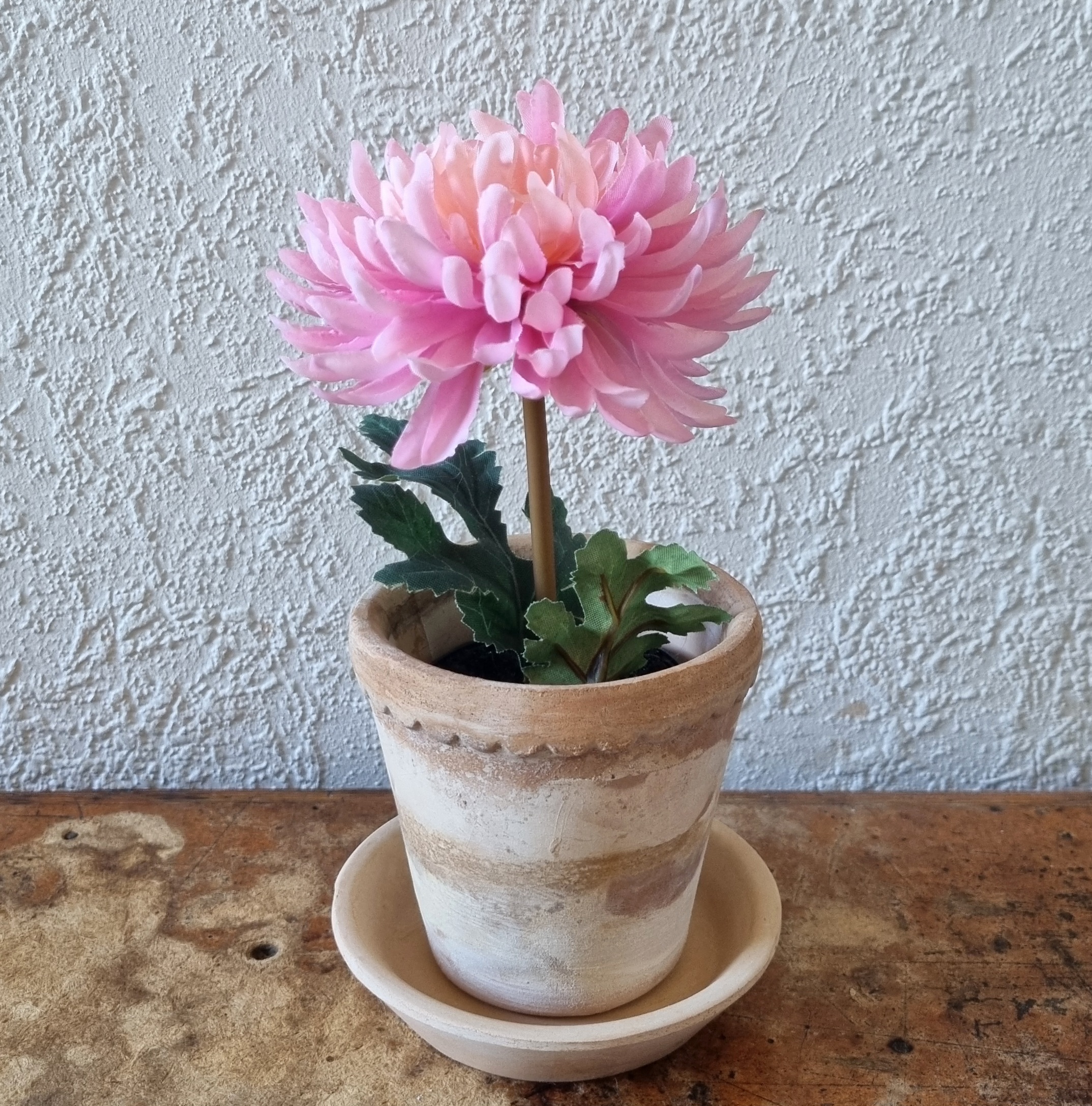 Lille lys rosa Krysantemum i potte - fin og fyldig