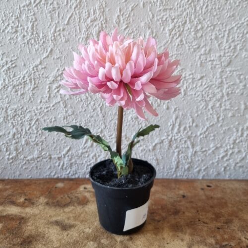 Lille lys rosa Krysantemum i potte – fin og fyldig