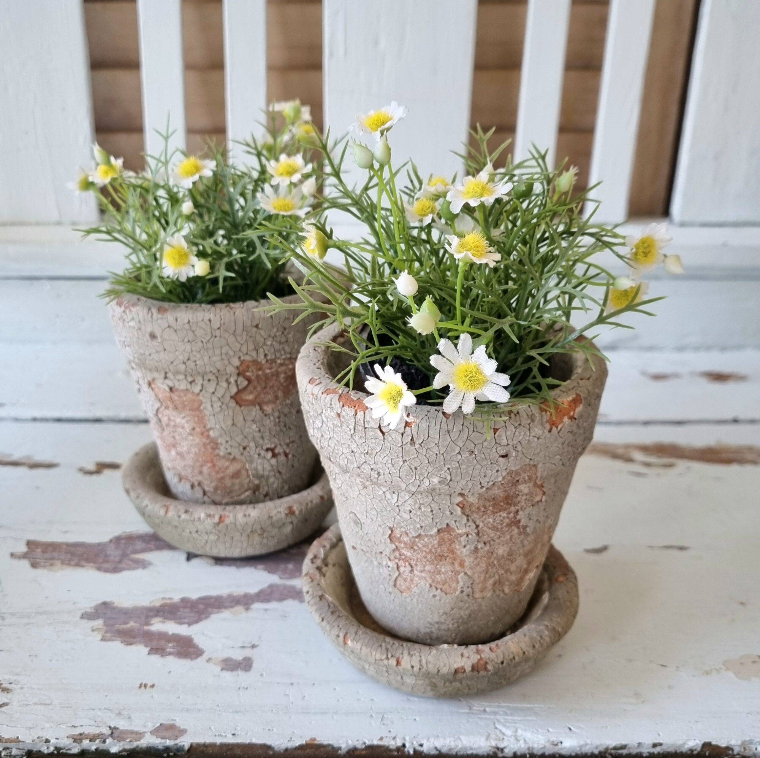 Lille sød Marguerit i potte