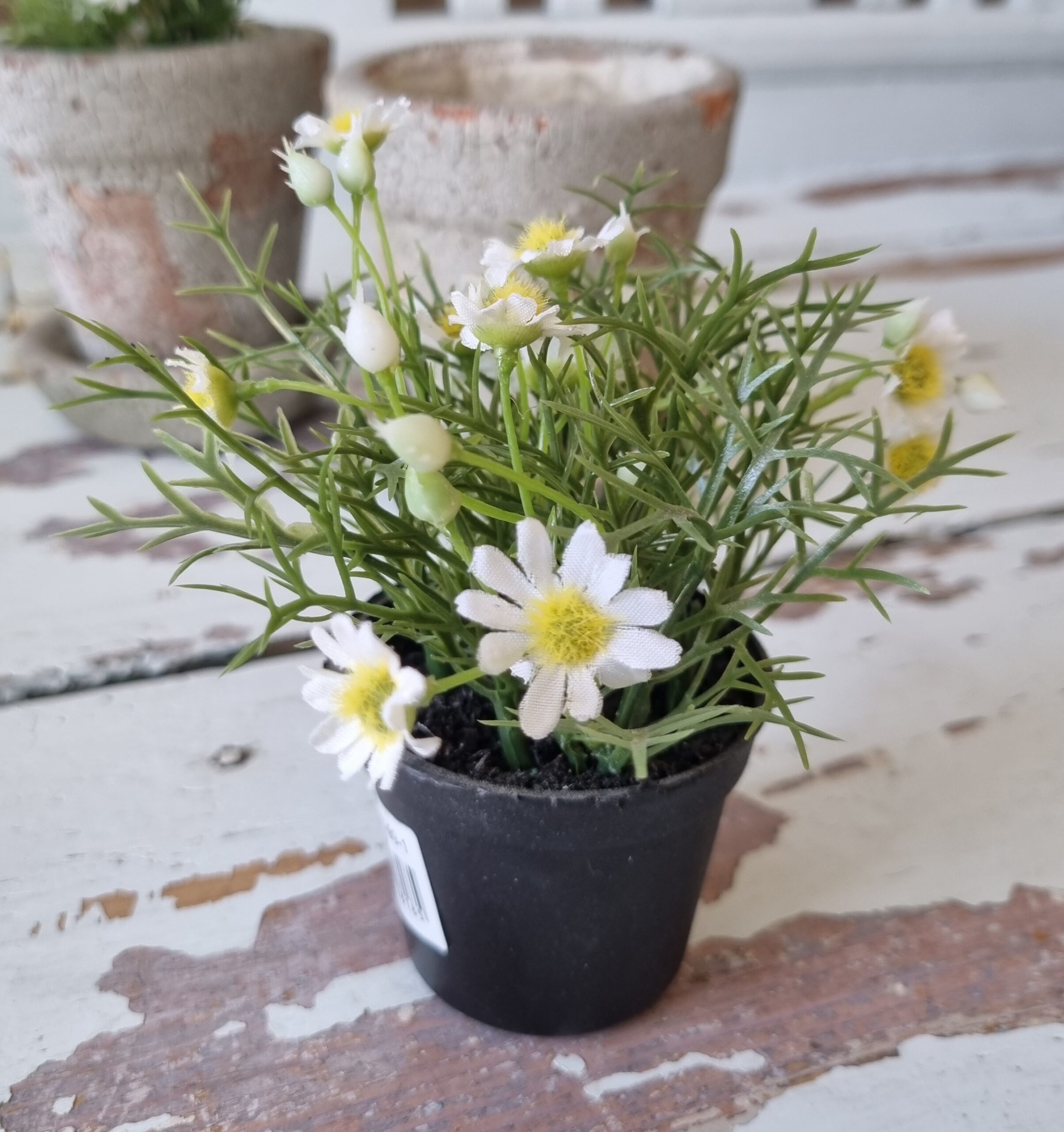 Lille sød Marguerit