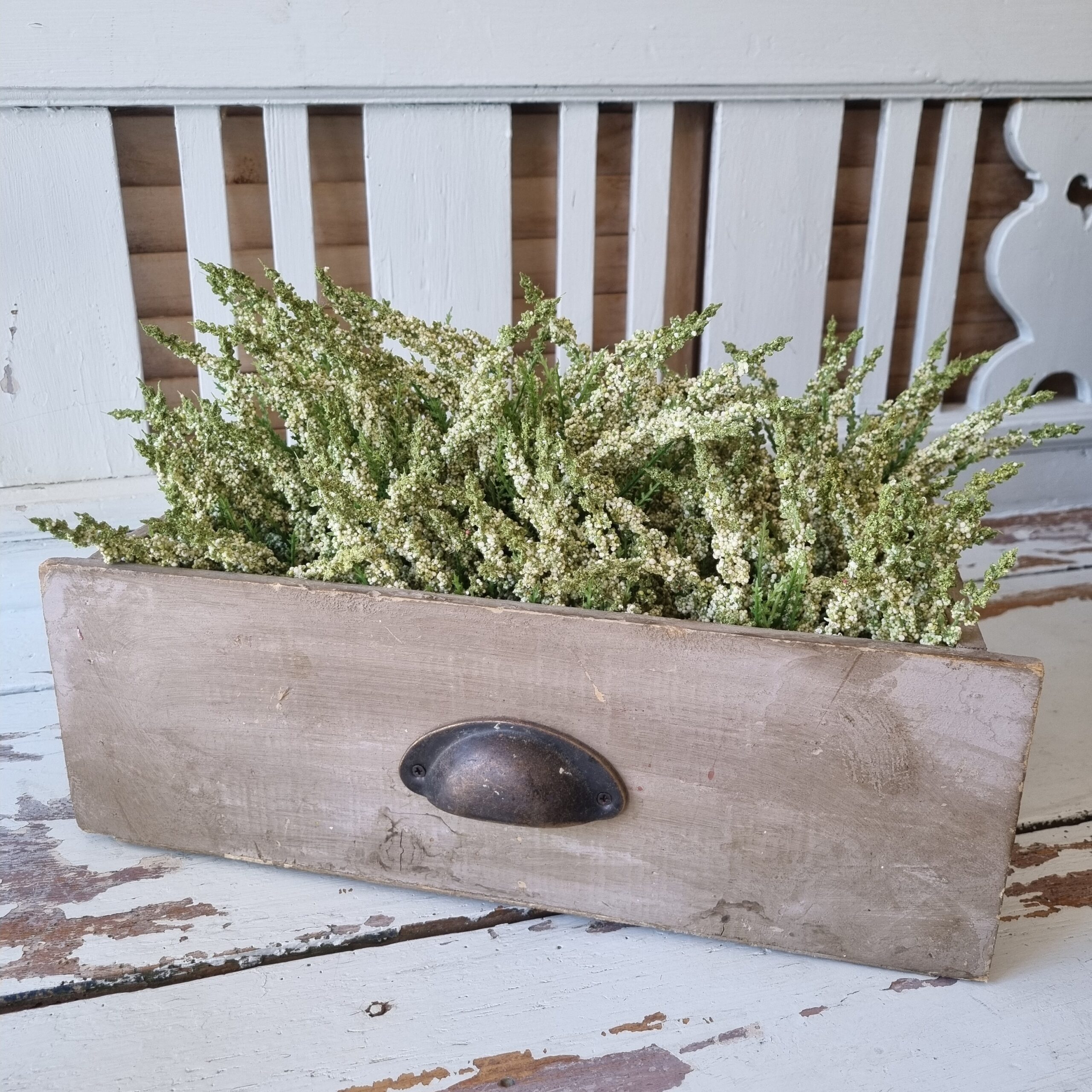 Smuk hvid Lyng i potte