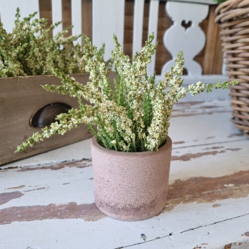 Smuk fyldig hvid Lyng i potte – flot naturtro