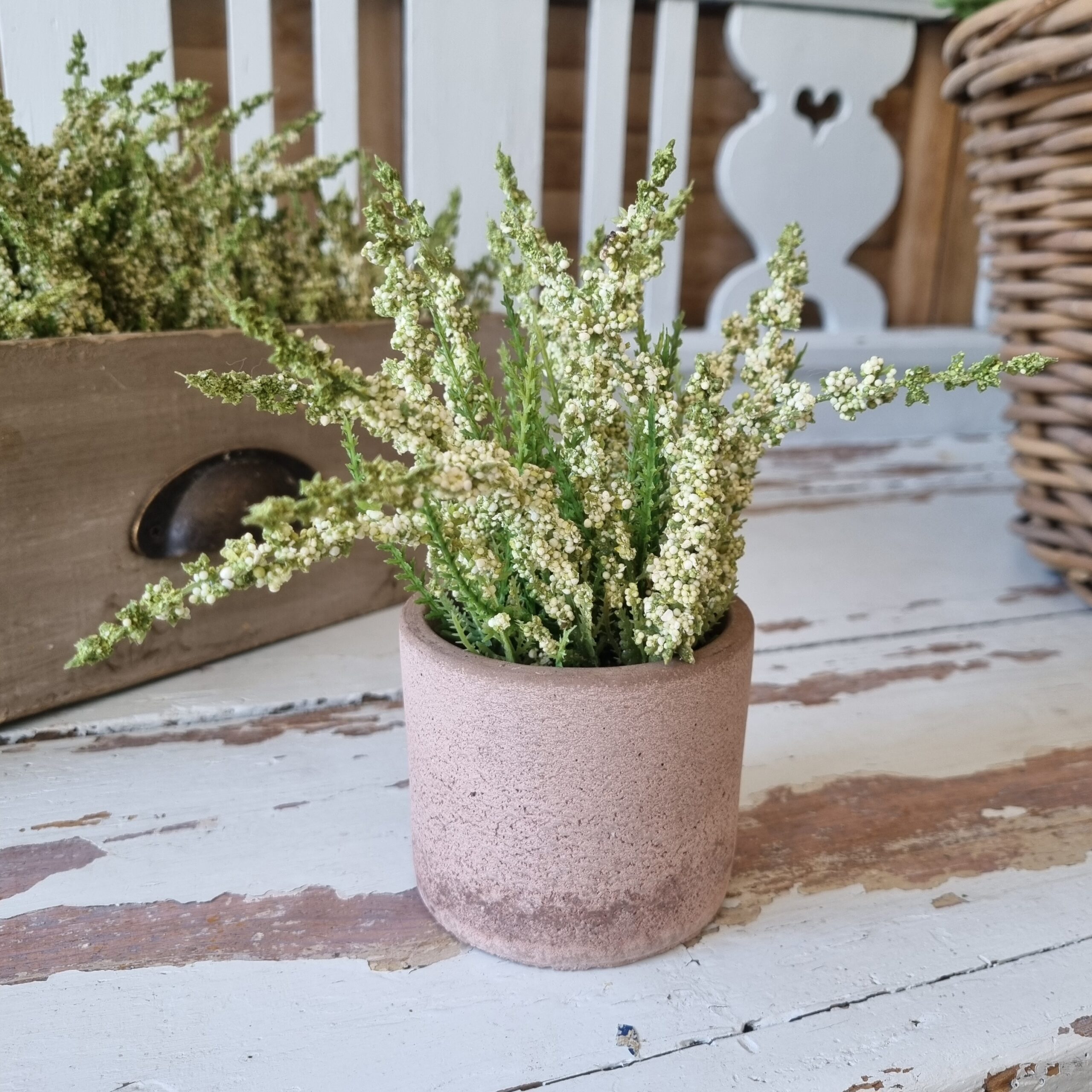 Smuk fyldig hvid Lyng i potte