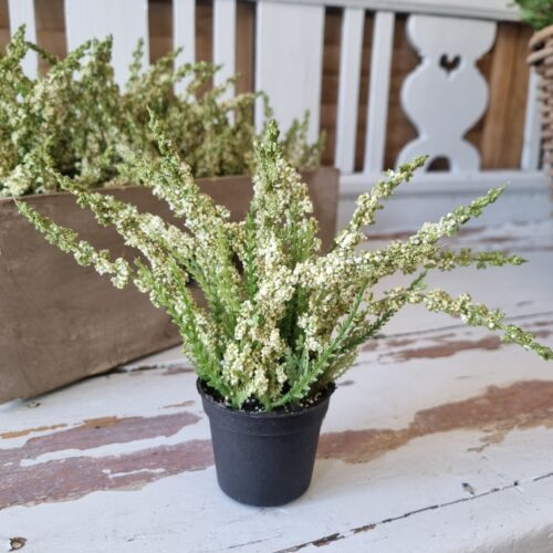 Smuk fyldig hvid Lyng i potte – flot naturtro