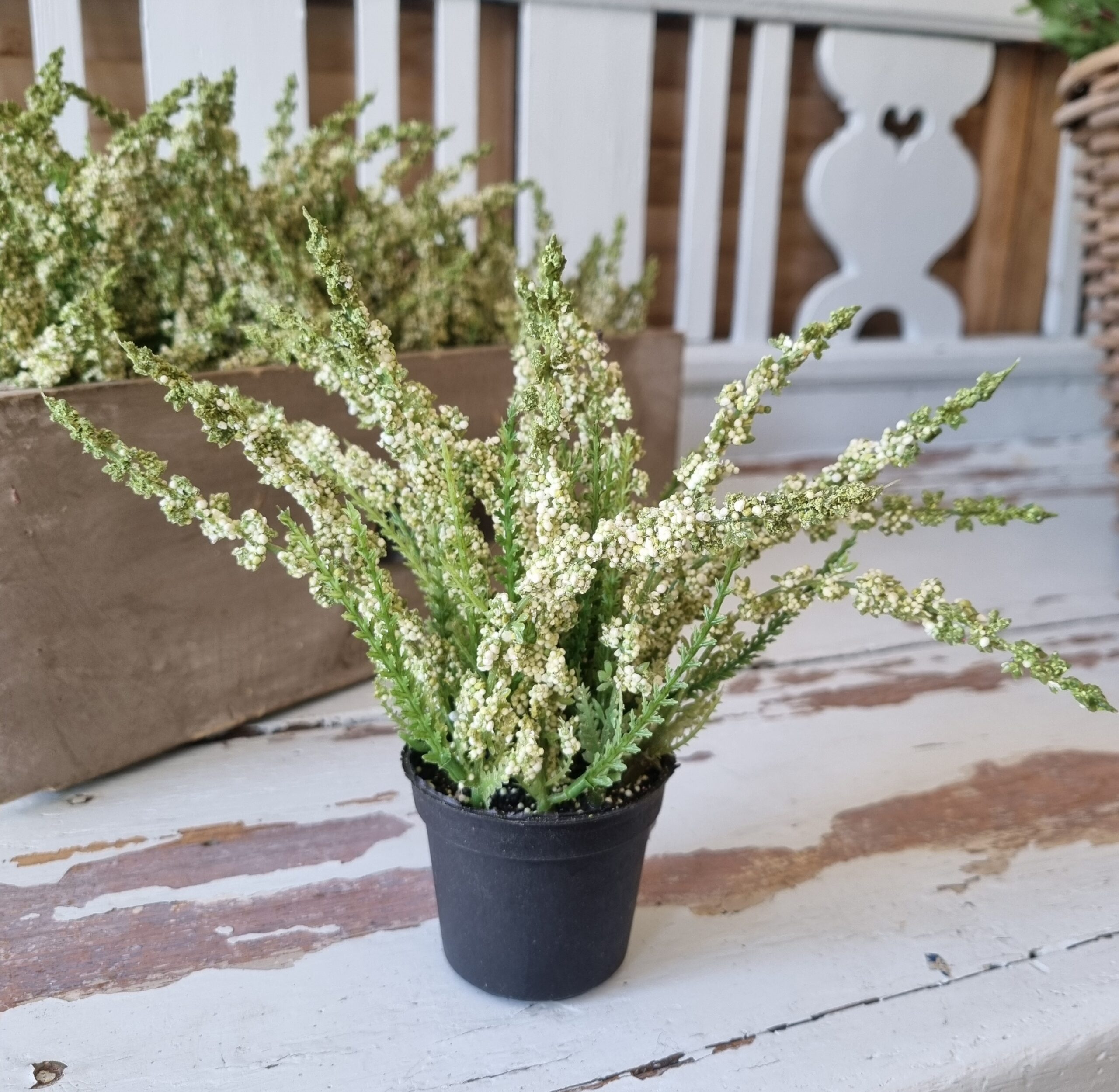 Smuk hvid lyng i potte