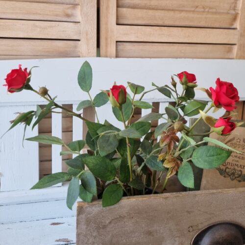 Fin rød rose i potte - let og elegant