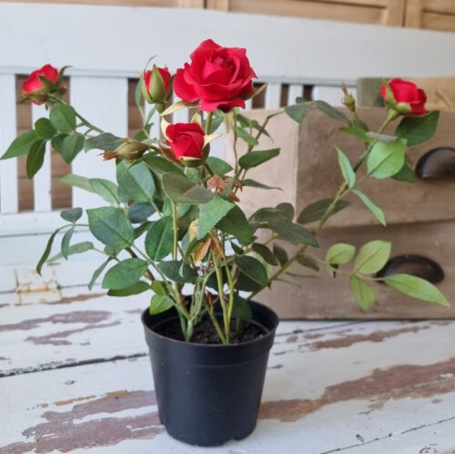 Fin rød rose i potte - let og elegant