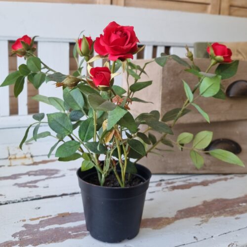 Fin rød rose i potte – let og elegant