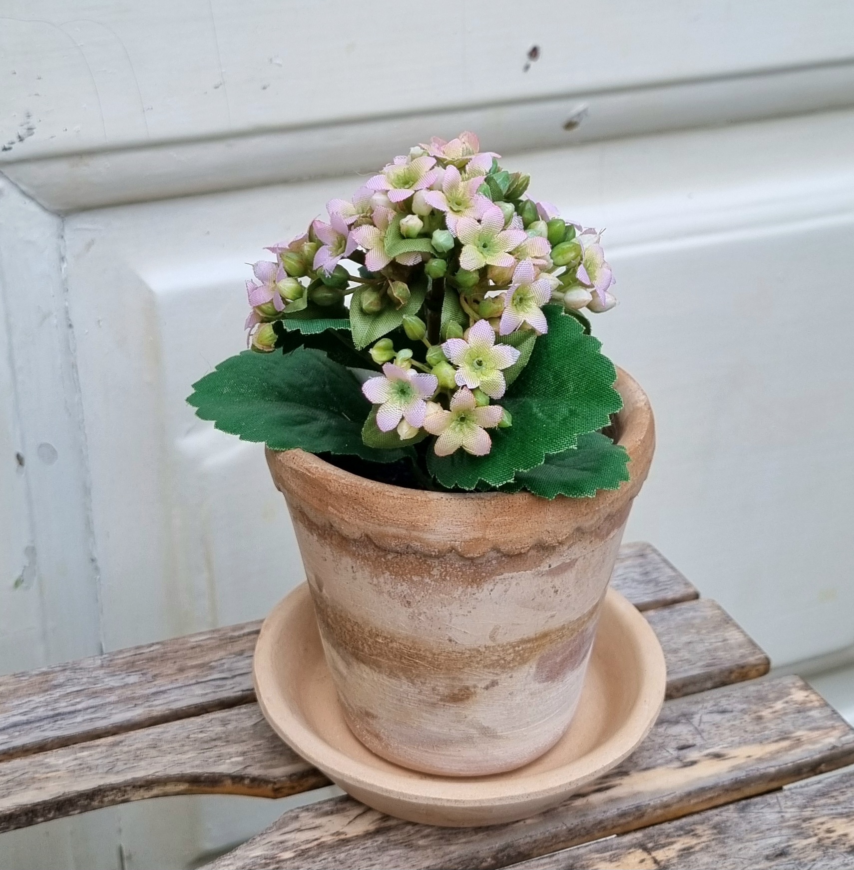 Lille Kalanchoe i potte - fin sart rosa