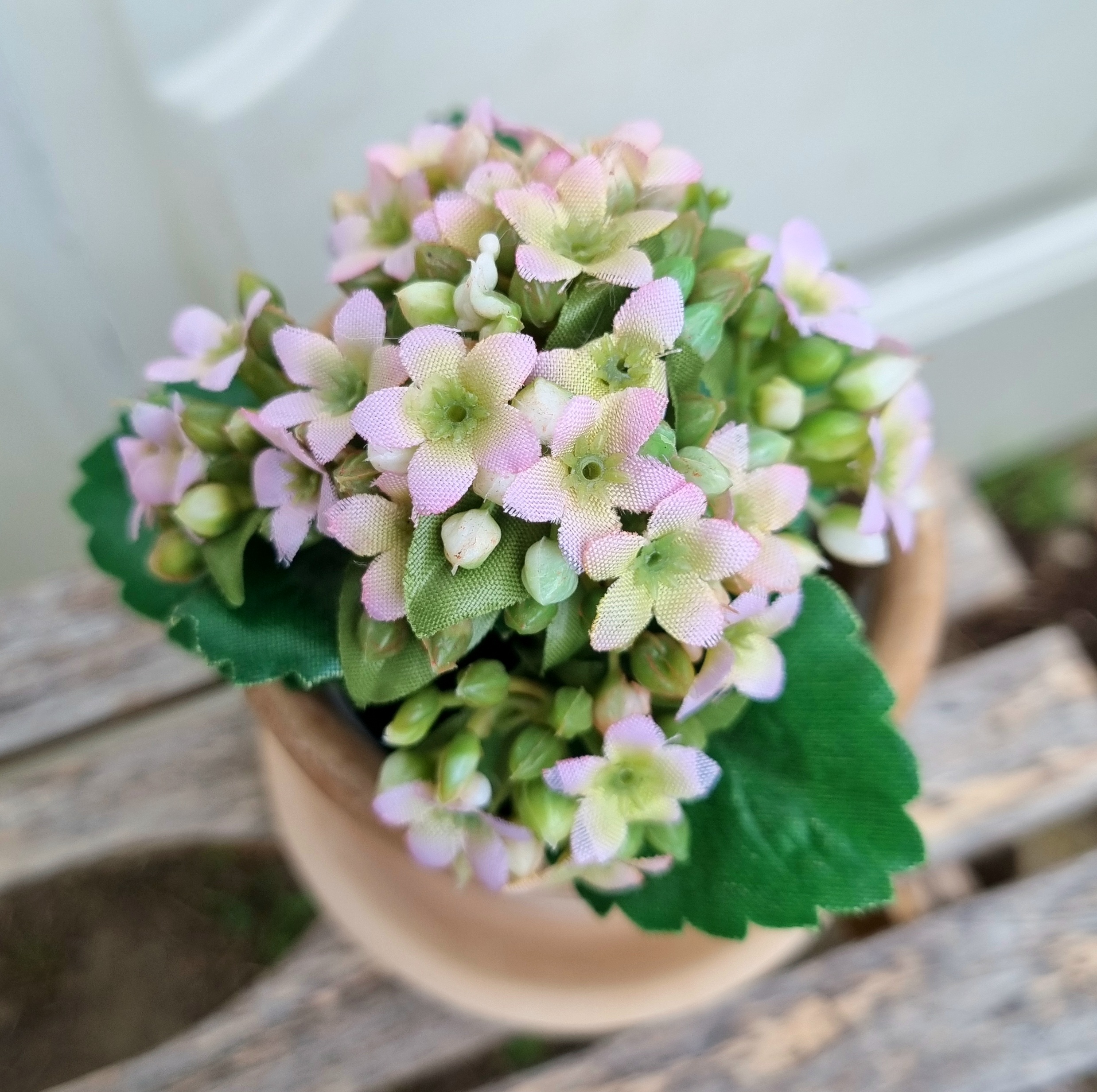 Lille Kalanchoe i potte