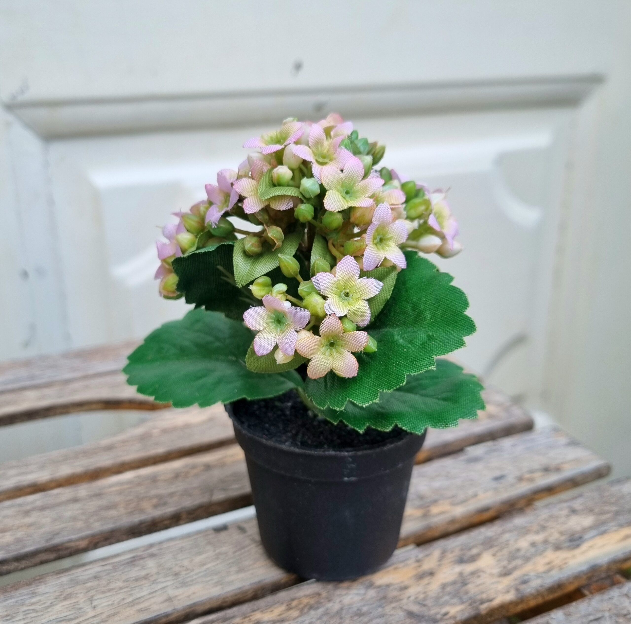 Lille Kalanchoe i potte - fin sart rosa