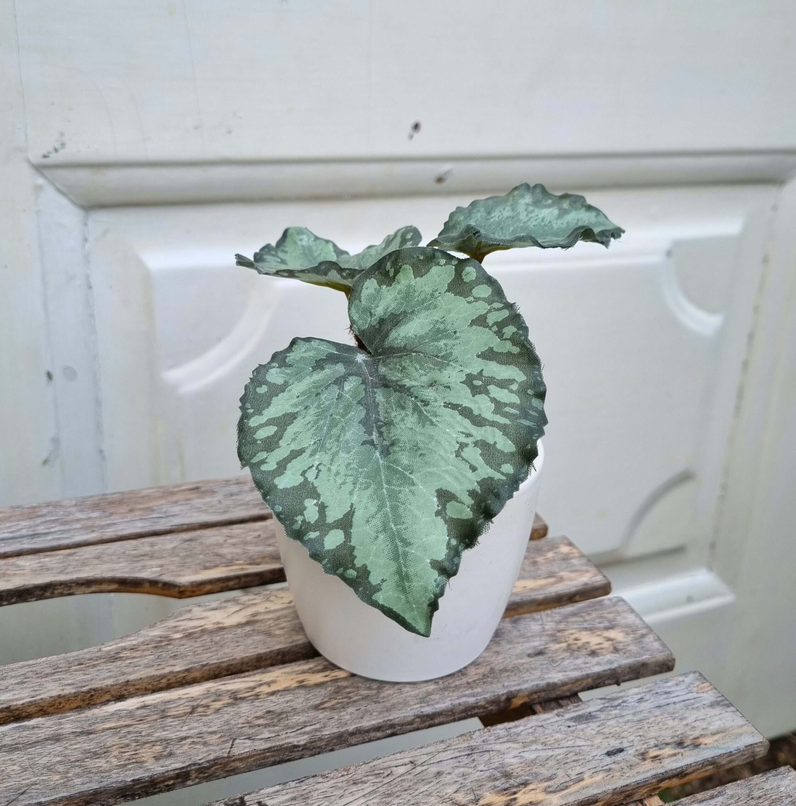 Lille Rexbegonia i potte - flot grøn