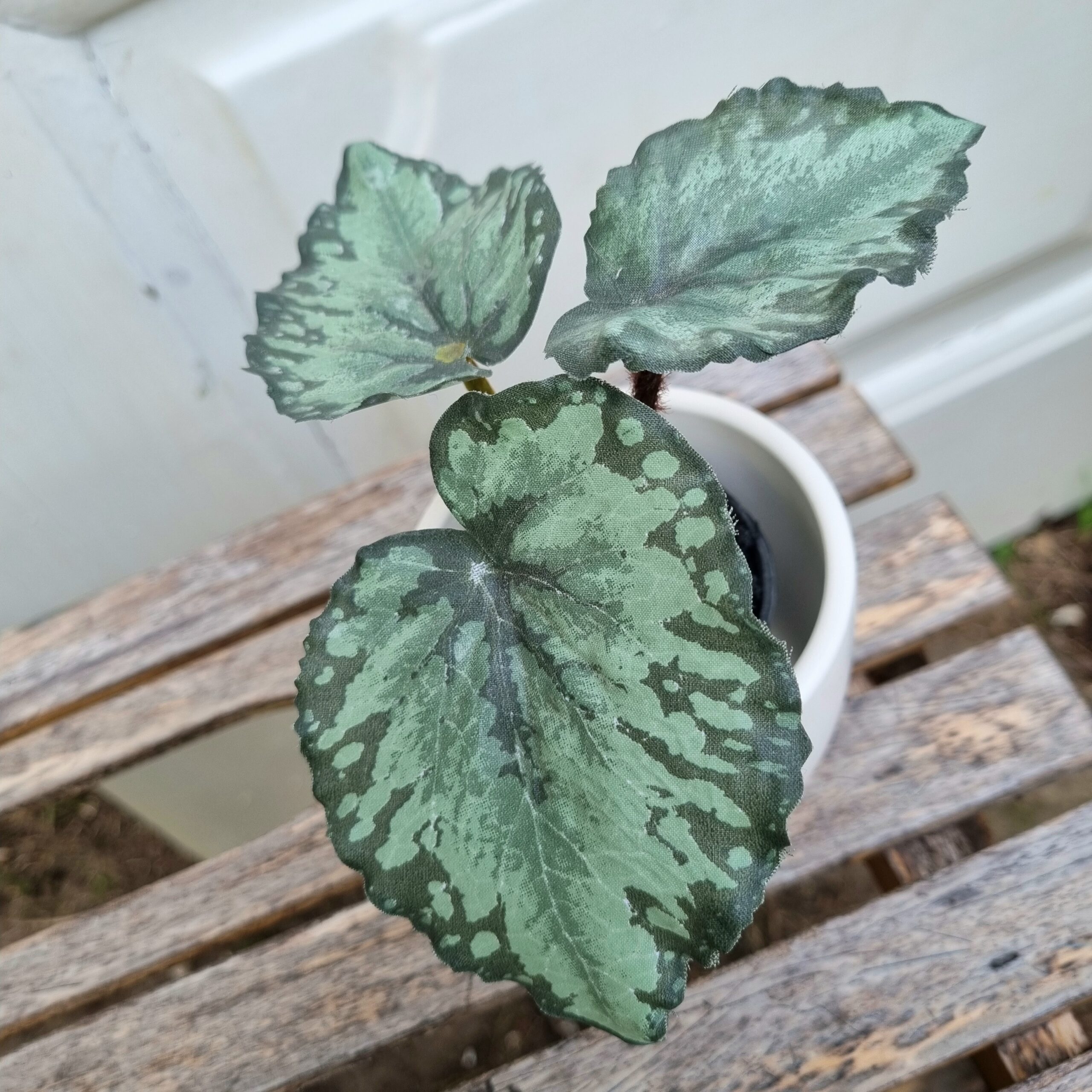 Lille Rexbegonia i potte