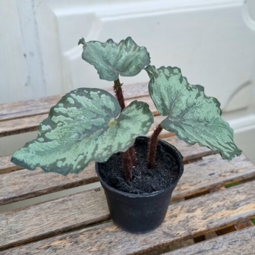 Lille Rexbegonia i potte – flot grøn