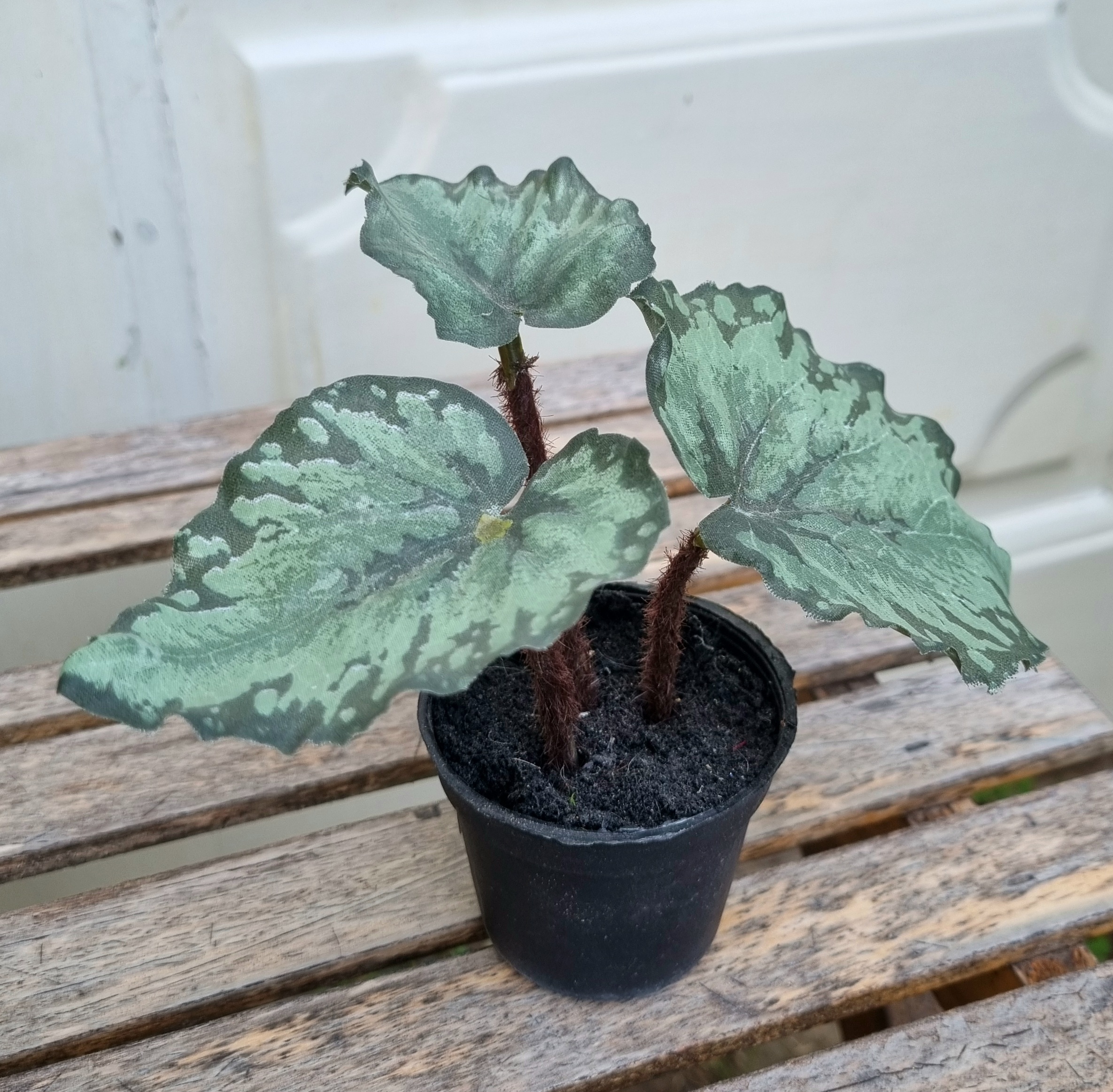 Lille Rexbegonia i potte - flot grøn