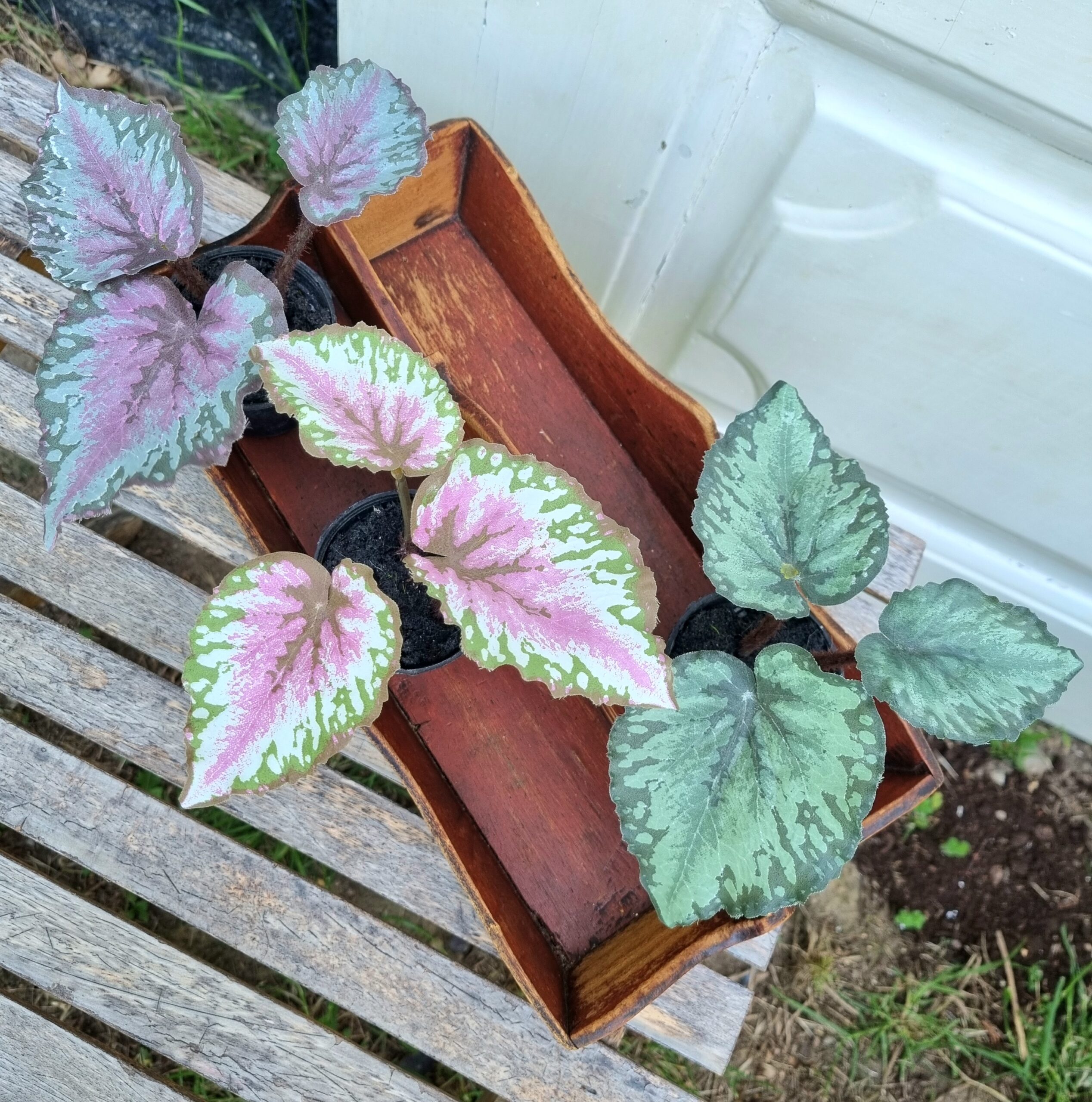 Flotte Begonia i potte
