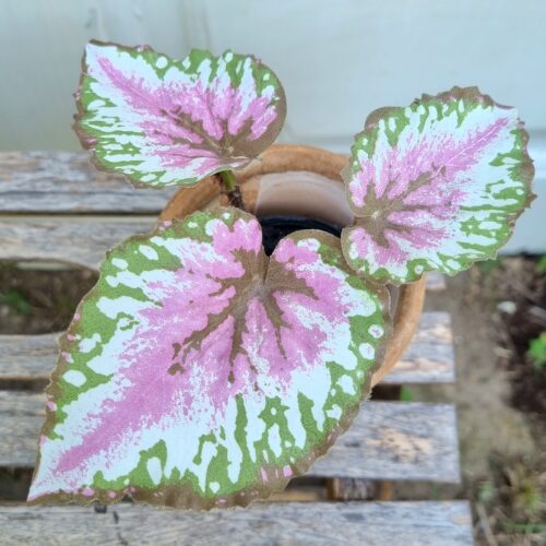 Lille Rexbegonia i potte – flot rosa