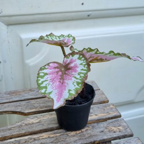 Lille Rexbegonia i potte – flot rosa