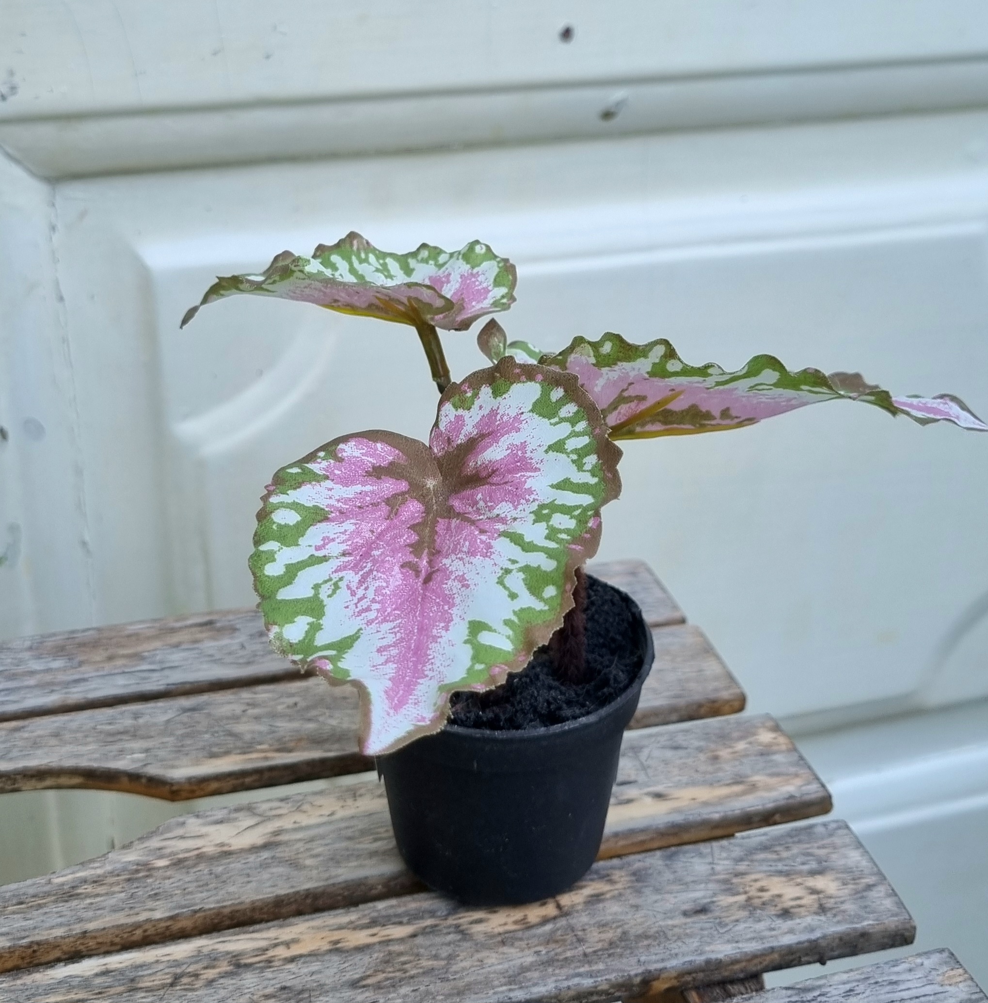 Lille Rexbegonia i potte - flot rosa