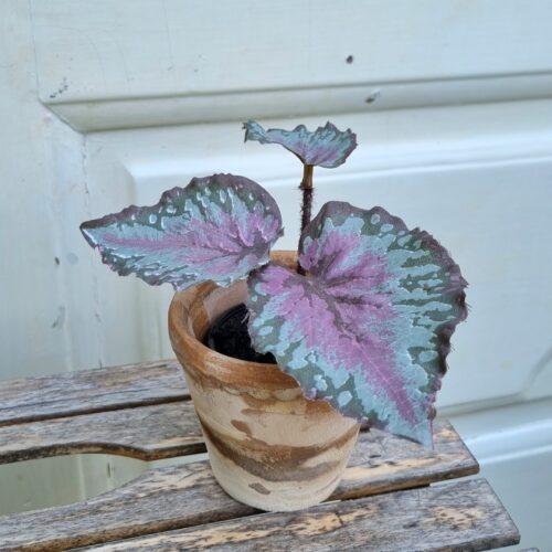 Lille Rexbegonia i potte – flot lilla