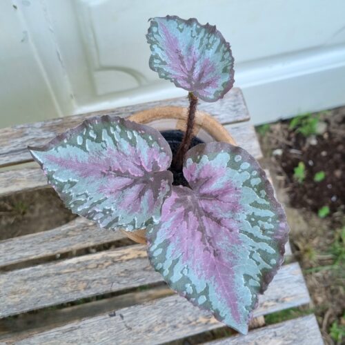 Lille Rexbegonia i potte – flot lilla