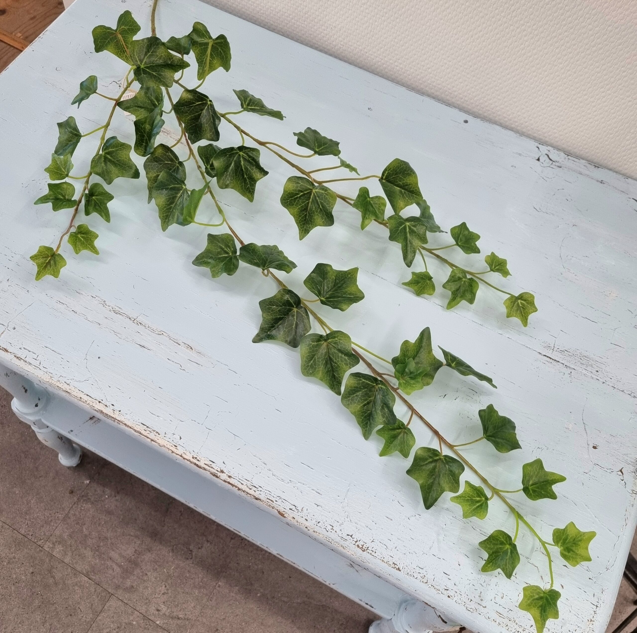 Efeu gren med masser af fine grønne blade