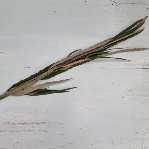 Grevillea gren med flerfarvede blade – flot og fyldig