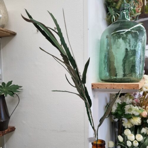 Grevillea gren med flerfarvede blade – flot og fyldig