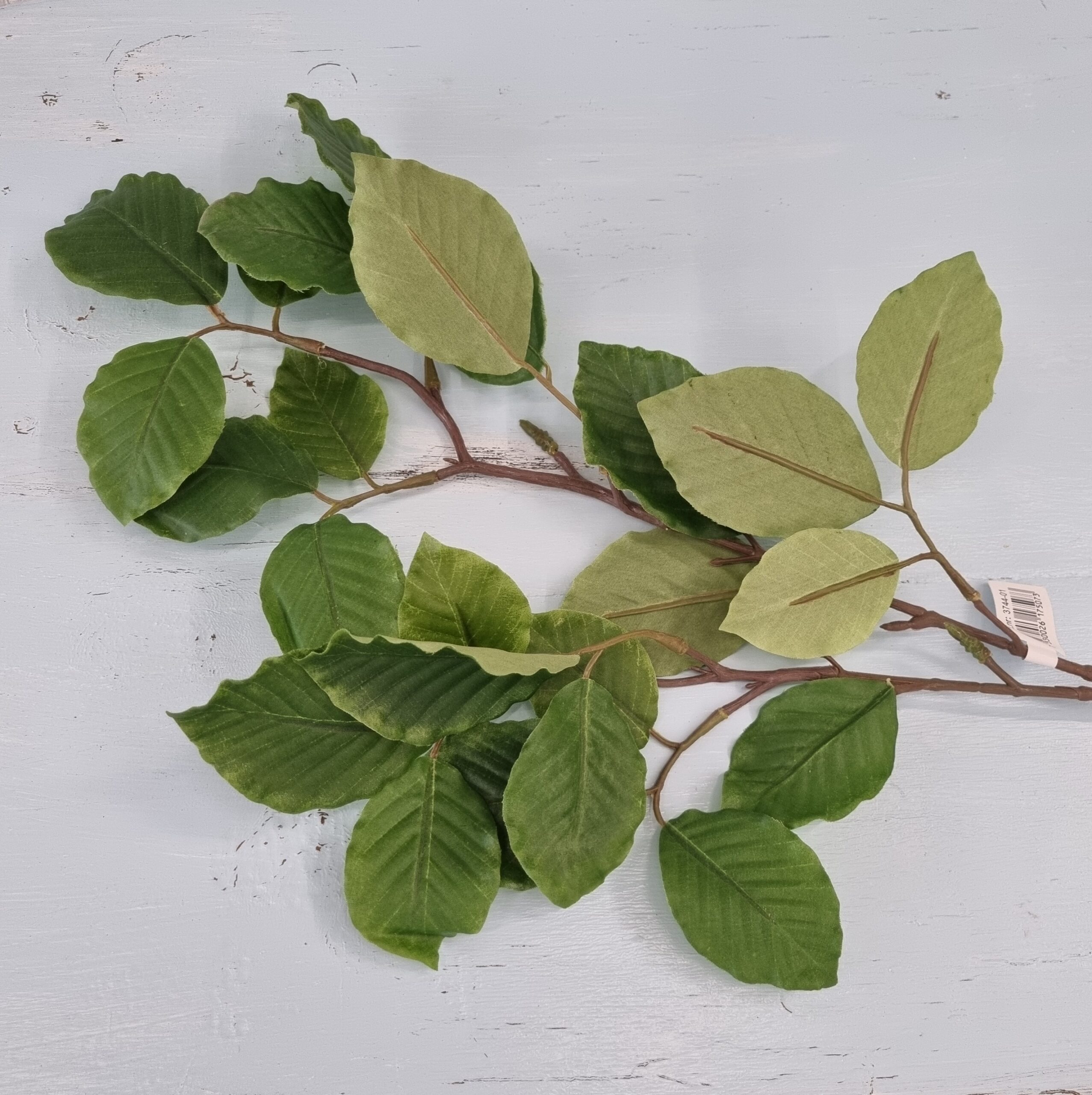 Bøge gren med maser af grønne blade