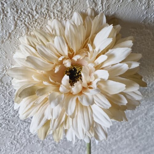 Gerbera creme blomst – med stort pjusket hoved