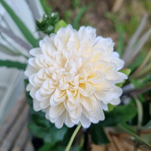 Krysantemum creme 2-grenet blomst