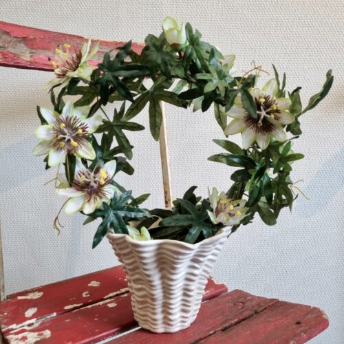 Passionsblomst hvid på bøjle – Passiflora