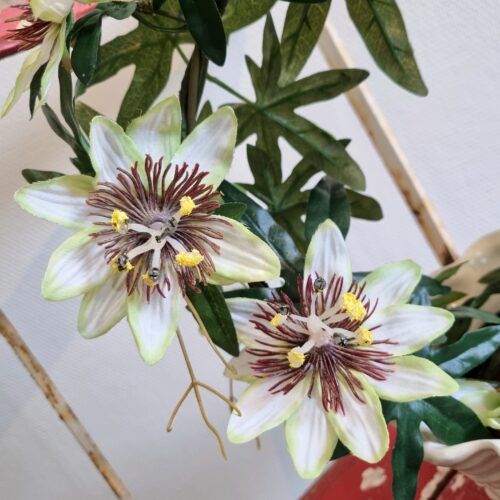 Passionsblomst hvid på bøjle – Passiflora