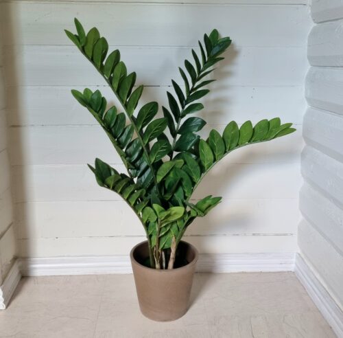 Zamifolia - flot fyldig ZZ-plante