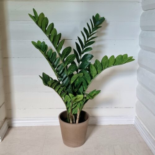 Zamifolia – flot fyldig ZZ-plante med kraftige blade