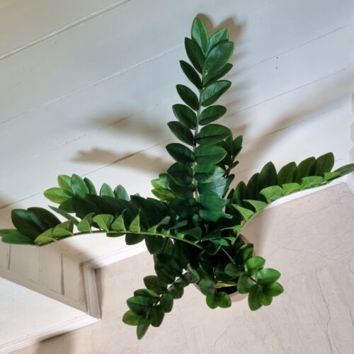 Zamifolia – flot fyldig ZZ-plante med kraftige blade